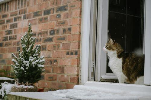 Comment-protéger-mon-chat-du-froid Fous de Chat