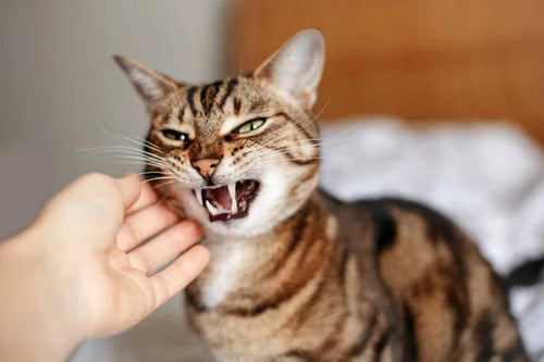 chat-stressé-après-une-punition