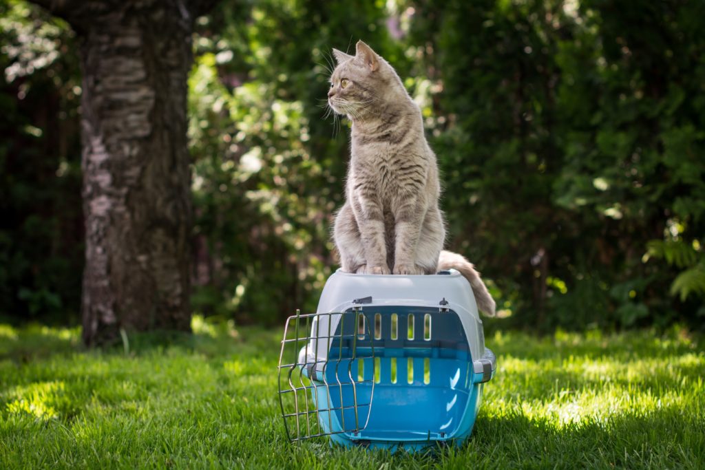 cage de transport pour chat