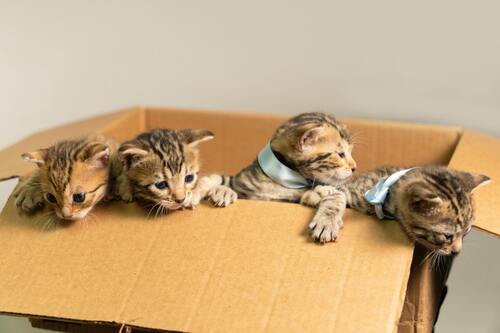 chatons-dans-une-boite-en-carton