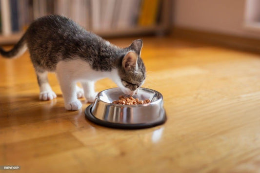 Comment choisir la meilleure gamelle pour votre chat ?