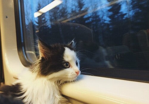 voyager-en-train-avec-un-chat