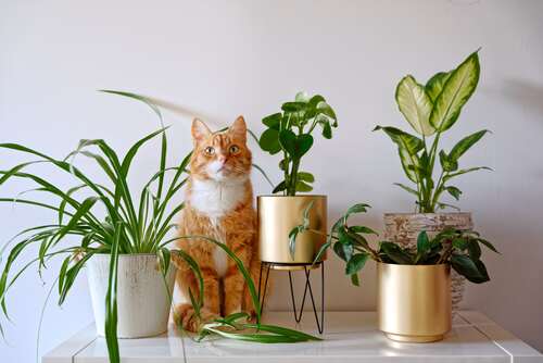 les-plantes-pour-chat