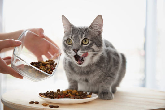 Mon chat mange trop vite : Pourquoi et que faire ?