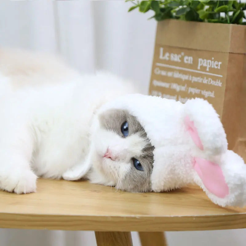 chapeau-de-lapin-pour-chat-blanc