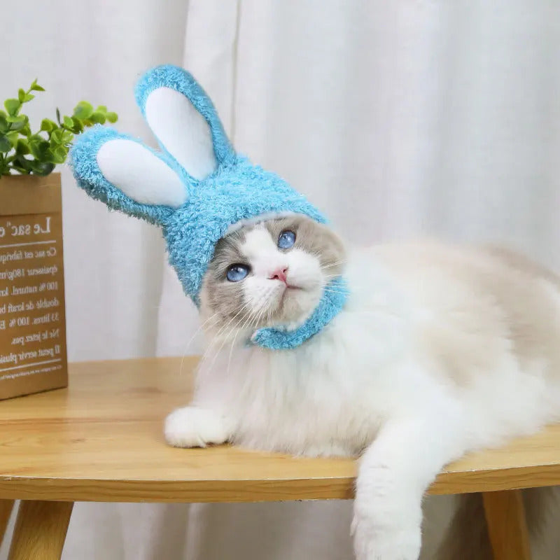 chapeau-de-lapin-pour-chat-bleu